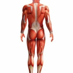 Smiffys USA Costumes Anatomy Man Men's Adult Costume