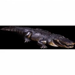 Distortions 12 FT Florida Alligator Realistic Display Prop Decorations & Props
