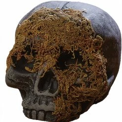 Fun World Skull Moss Covered No Jaw