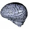 Distortions Human Brain Realistic Grey Prop Decorations & Props