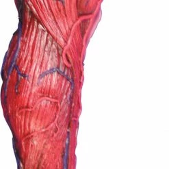 Morris Costumes Decorations & Props Skinned Left Leg Prop