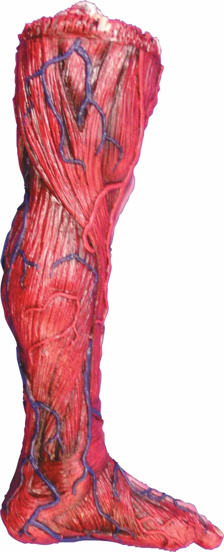 Morris Costumes Decorations & Props Skinned Left Leg Prop 3 Morris Costumes Decorations & Props Skinned Left Leg Prop