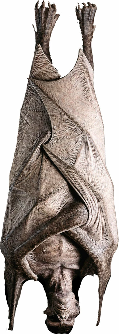 Distortions Hanging Vampire Over 5 Feet 3 Distortions Hanging Vampire Over 5 Feet