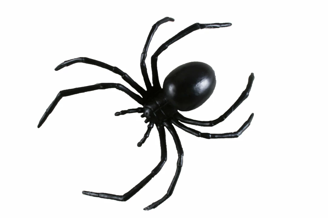 Fun World Black Widow Spider 6inch 3 Fun World Black Widow Spider 6inch