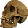 Ghoulish Decorations & Props Skull Resin Cranium* 1 Ghoulish Decorations & Props Skull Resin Cranium*