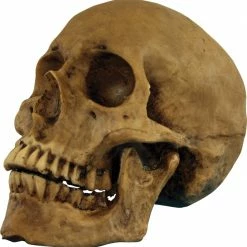 Ghoulish Decorations & Props Skull Resin Cranium*