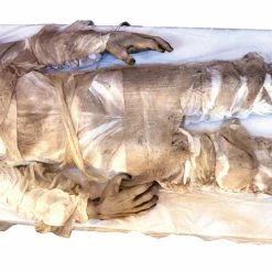 Distortions It Lives! Animatronic Life Size Zombie Mummy Prop