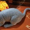 Fun World Big Gray Rat 17 Inch Decorations & Props