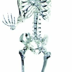 Sunstar Skeleton Chrome Lightup 5ft