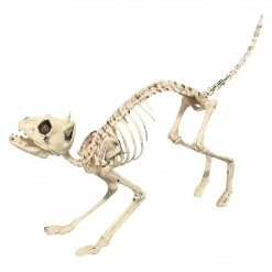 Sunstar Sonic Realistic Skeleton Cat