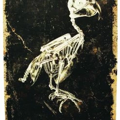 Sunstar Bird Canvas Print W-o Frame