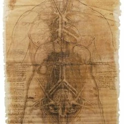 Sunstar Scroll Skeleton