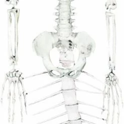 Sunstar Mermaid Skeleton 30 Inches Tall