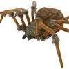 Seasonal Visions Spider Brown Hairy Scary Light Up 53 Inches Decorations & Props 1 Seasonal Visions Spider Brown Hairy Scary Light Up 53 Inches Decorations & Props