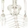 Sunstar Decorations & Props Skeleton Mermaid