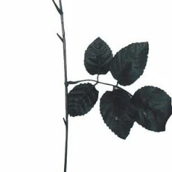 Sunstar Skeleton Hand Rose