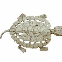 Seasons USA Turtle Skeleton Prop