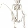 Sunstar Decorations & Props Monkey Skeleton