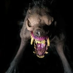 Distortions Rotten Rover Zombie Dog Prop