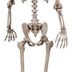 Seasons USA Decorations & Props 62" Skeleton Poseable Life Size Prop