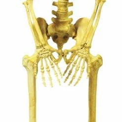 Sunstar 5' Skeleton Pose & Hold